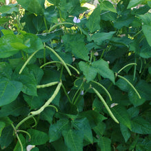 Southern Pea Seeds - Mississippi Silver | Sow True Seed