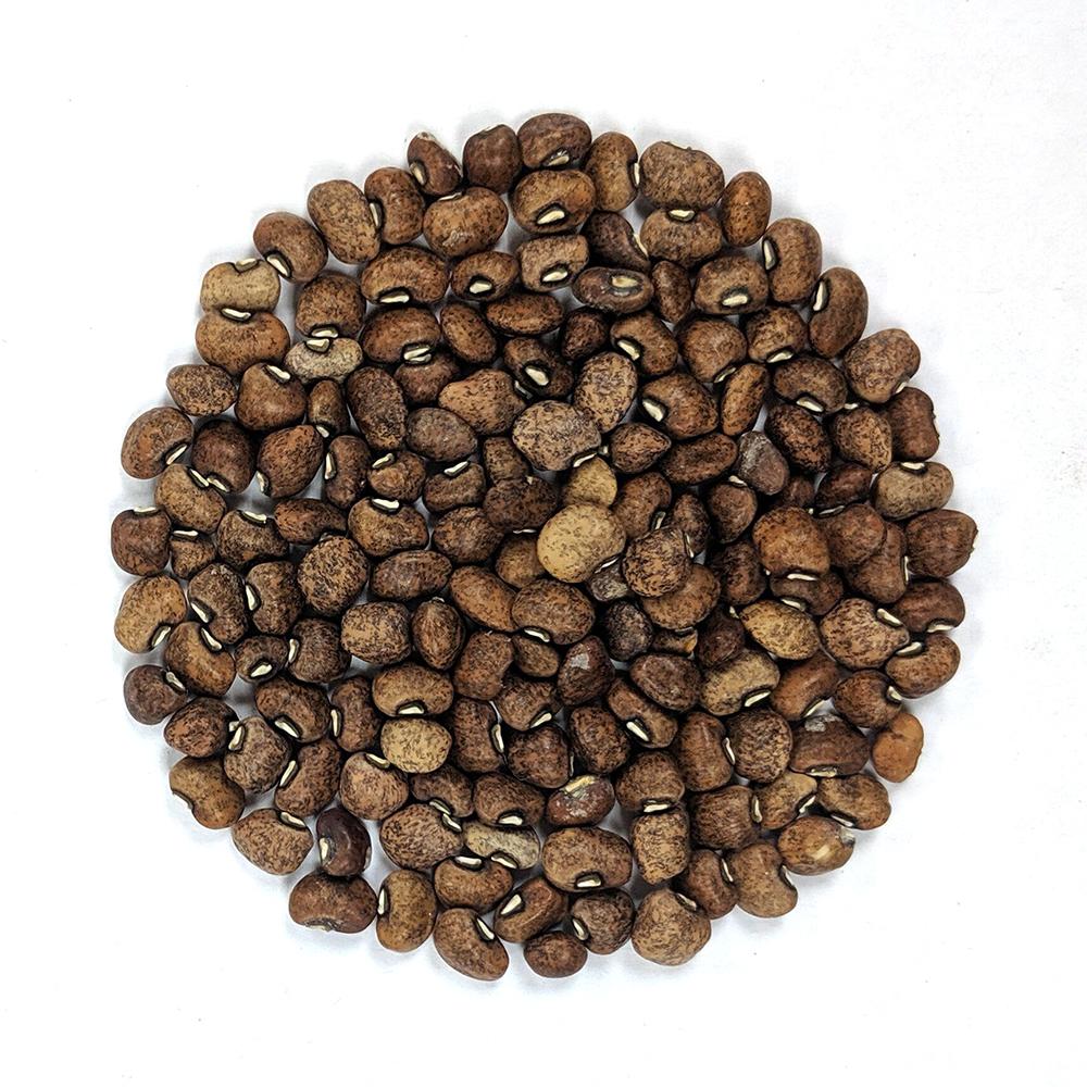 Southern Pea Seeds - Piggot Pea - Sow True Seed