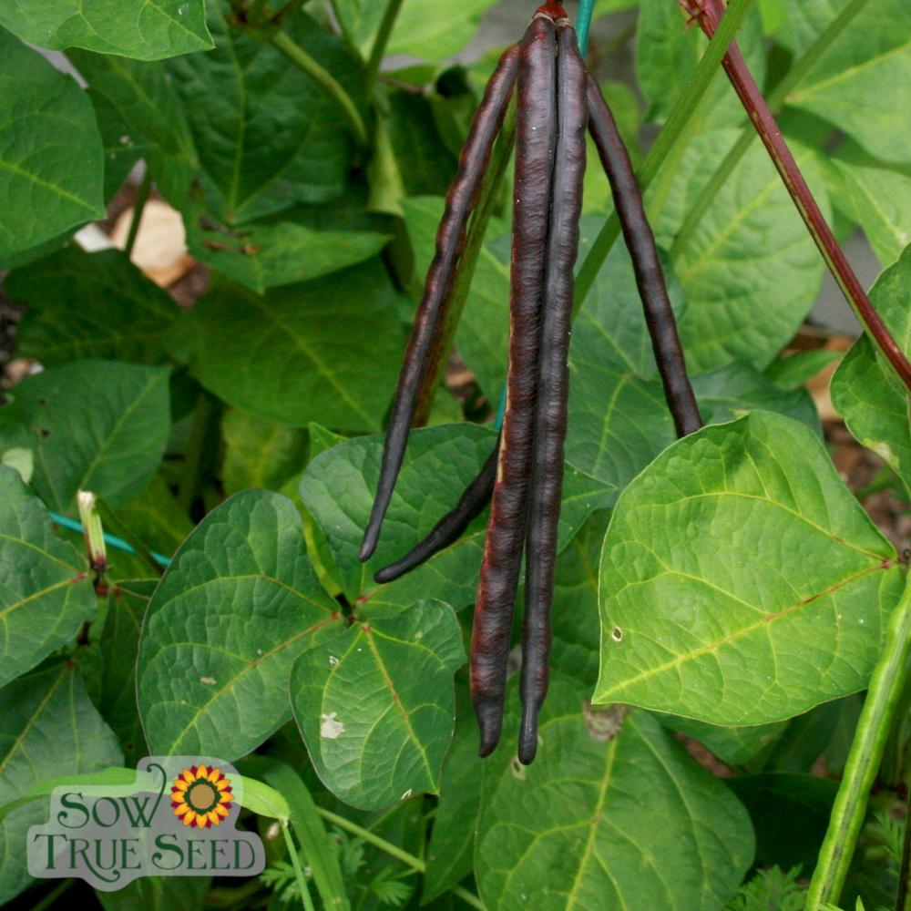 Southern Pea Seeds - Pinkeye Purple Hull - Sow True Seed
