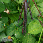 Southern Pea Seeds - Pinkeye Purple Hull - Sow True Seed