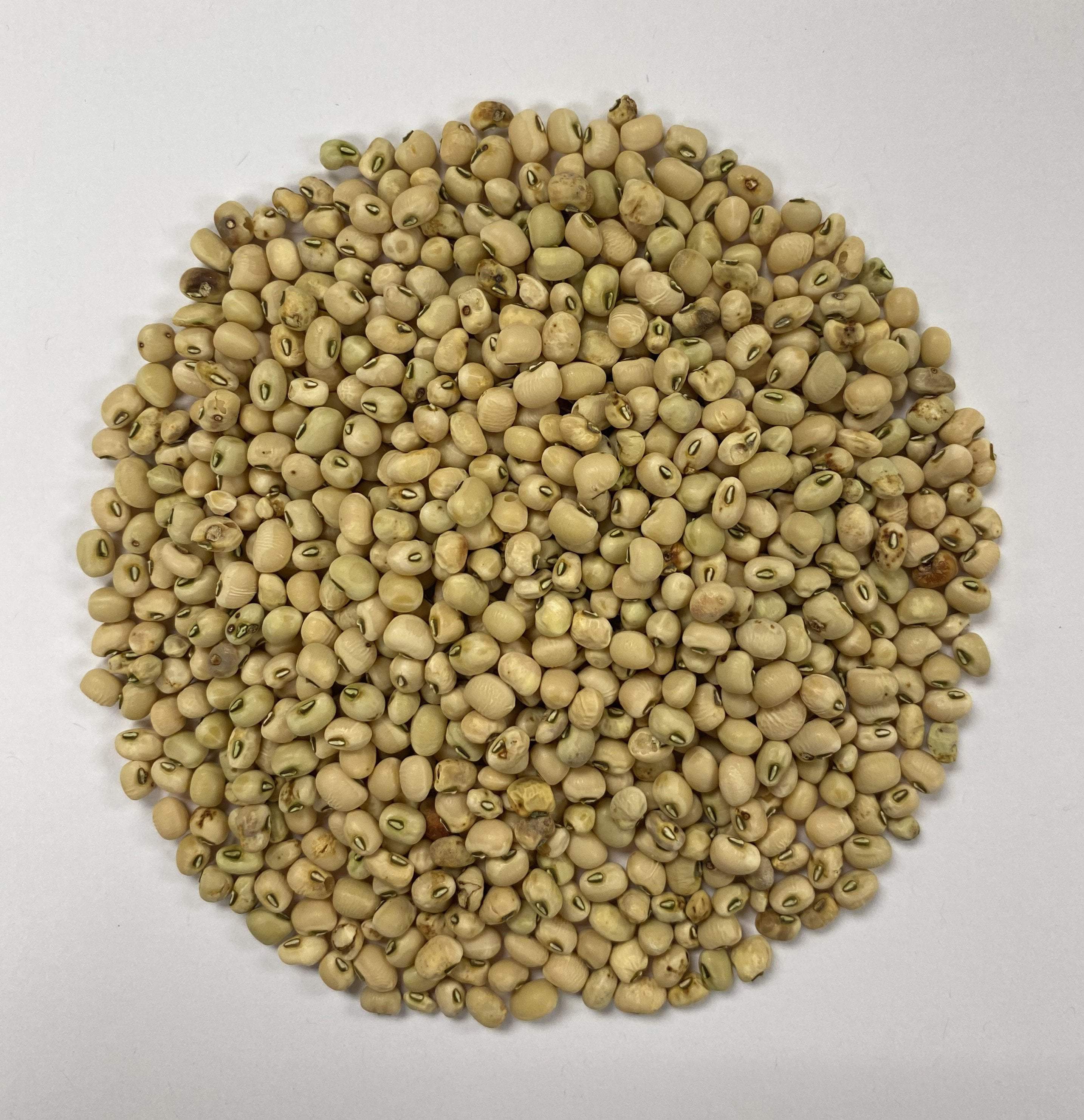 Southern Pea Seeds - White Rice - Sow True Seed