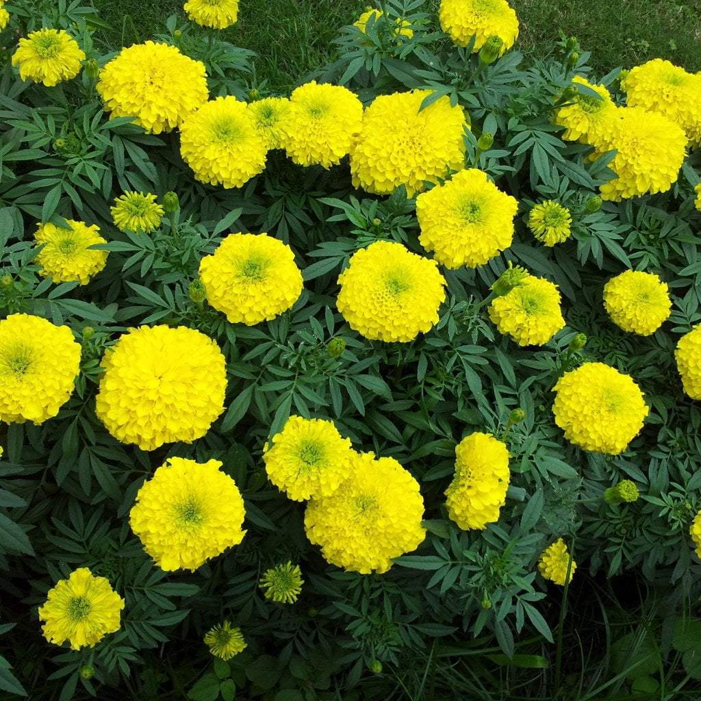 Marigold Seeds - Crackerjack - Sow True Seed