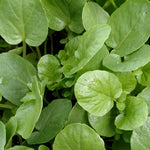 Cress - Upland Creasy Greens - Sow True Seed