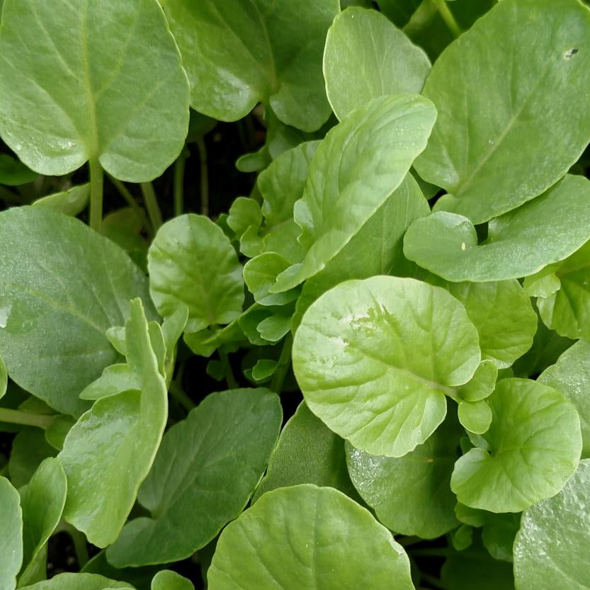 Cress - Upland Creasy Greens - Sow True Seed