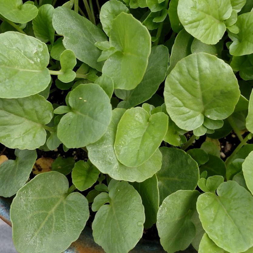 Cress - Upland Creasy Greens - Sow True Seed