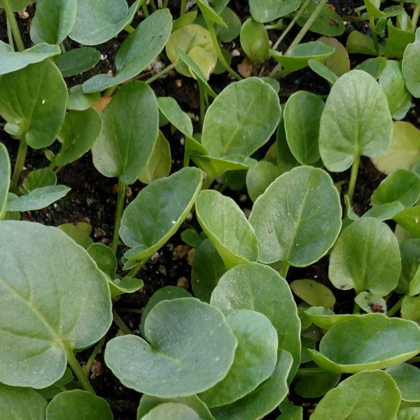Cress - Upland Creasy Greens - Sow True Seed