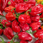 Sweet Pepper Seeds - Criolla de Cocina - Sow True Seed