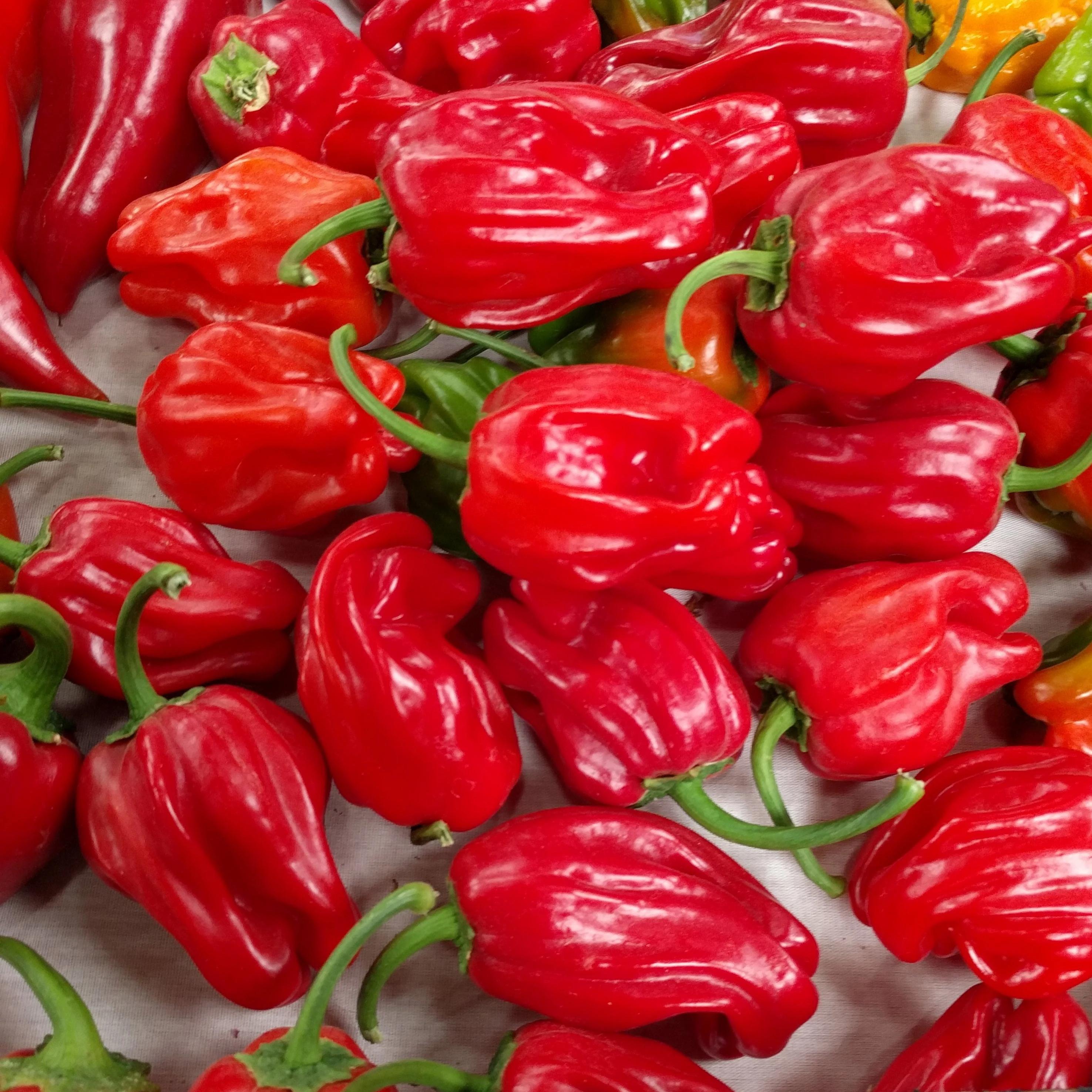 Sweet Pepper Seeds - Criolla de Cocina - Sow True Seed