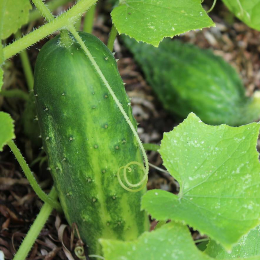 Pickling Cucumber Seeds - Arkansas Little Leaf Pickling - Sow True Seed