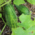Pickling Cucumber Seeds - Arkansas Little Leaf Pickling - Sow True Seed