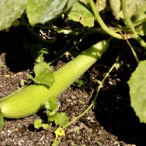 Slicing Cucumber Seeds - Armenian, ORGANIC - Sow True Seed
