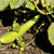 Slicing Cucumber Seeds - Armenian, ORGANIC - Sow True Seed