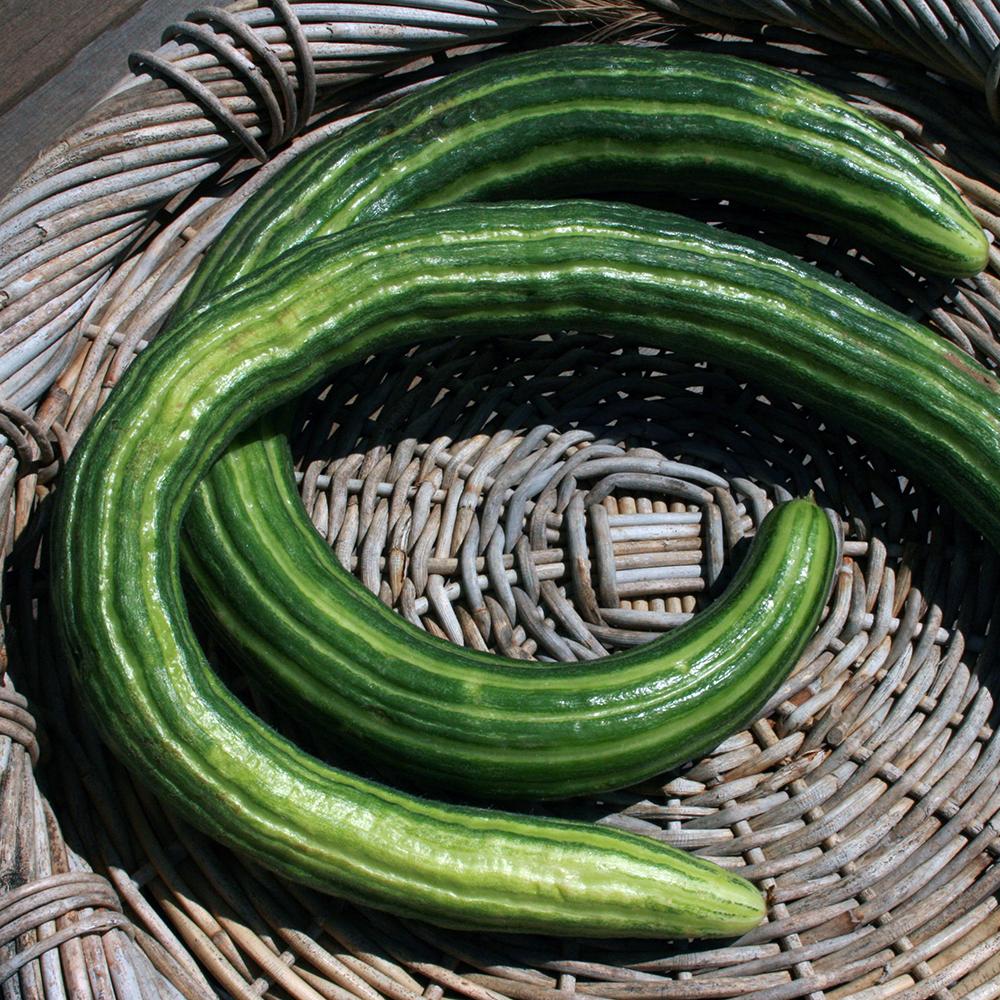Slicing Cucumber Seeds - Armenian, ORGANIC - Sow True Seed