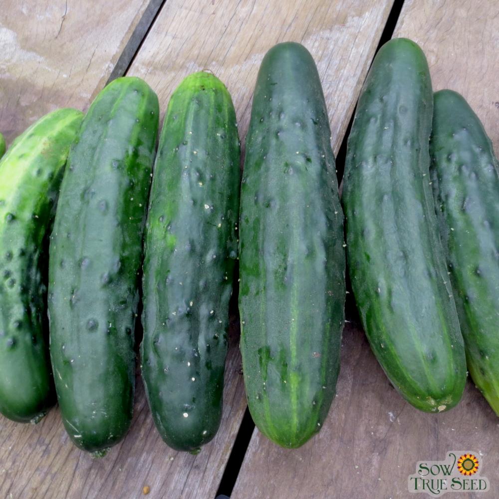 Slicing Cucumber Seeds - Marketmore 76, ORGANIC - Sow True Seed