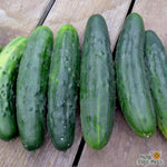 Slicing Cucumber Seeds - Marketmore 76, ORGANIC - Sow True Seed