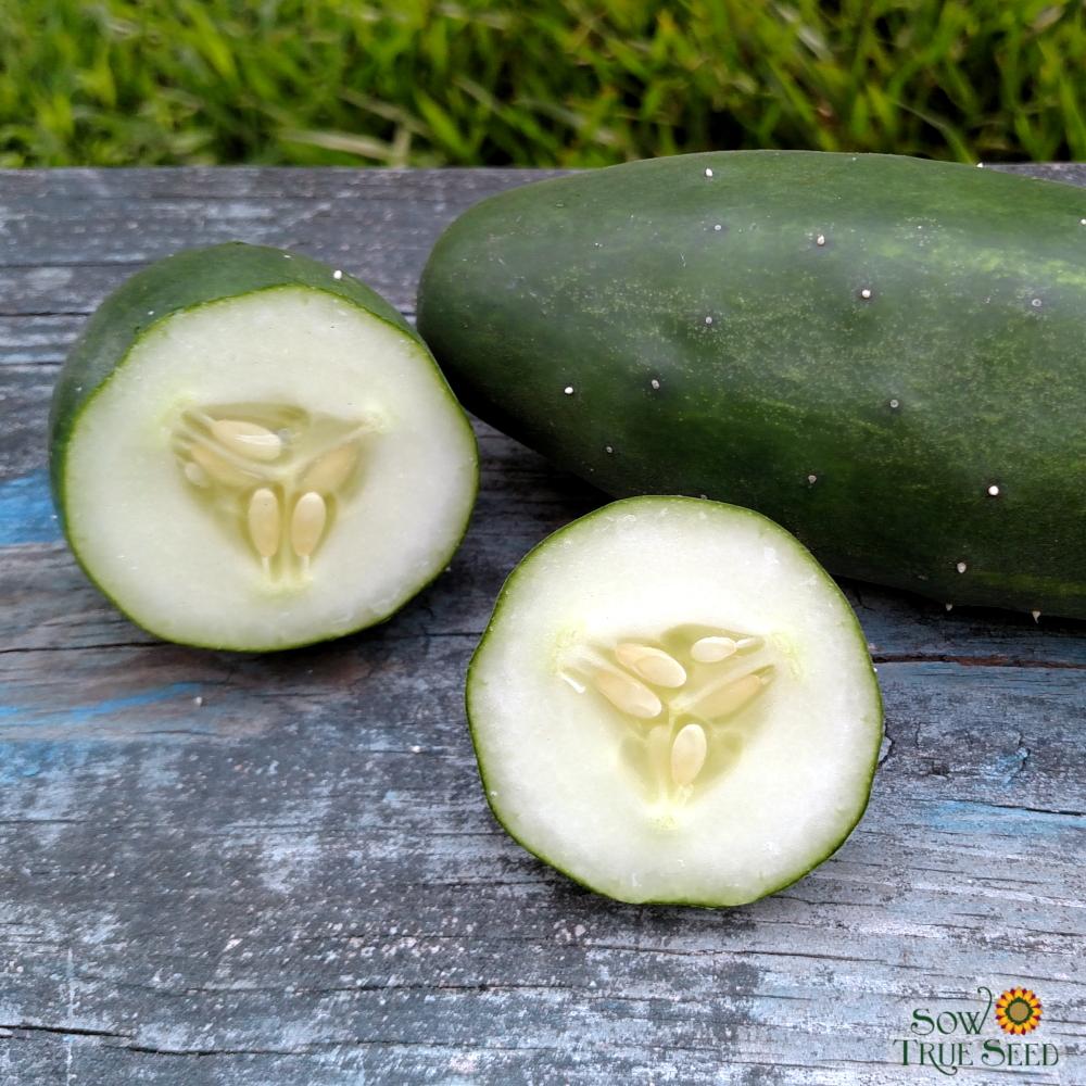 Slicing Cucumber Seeds - Marketmore 76, ORGANIC - Sow True Seed