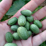 Specialty Cucumber Seeds, Mexican Sour Gherkin, ORGANIC - Sow True Seed