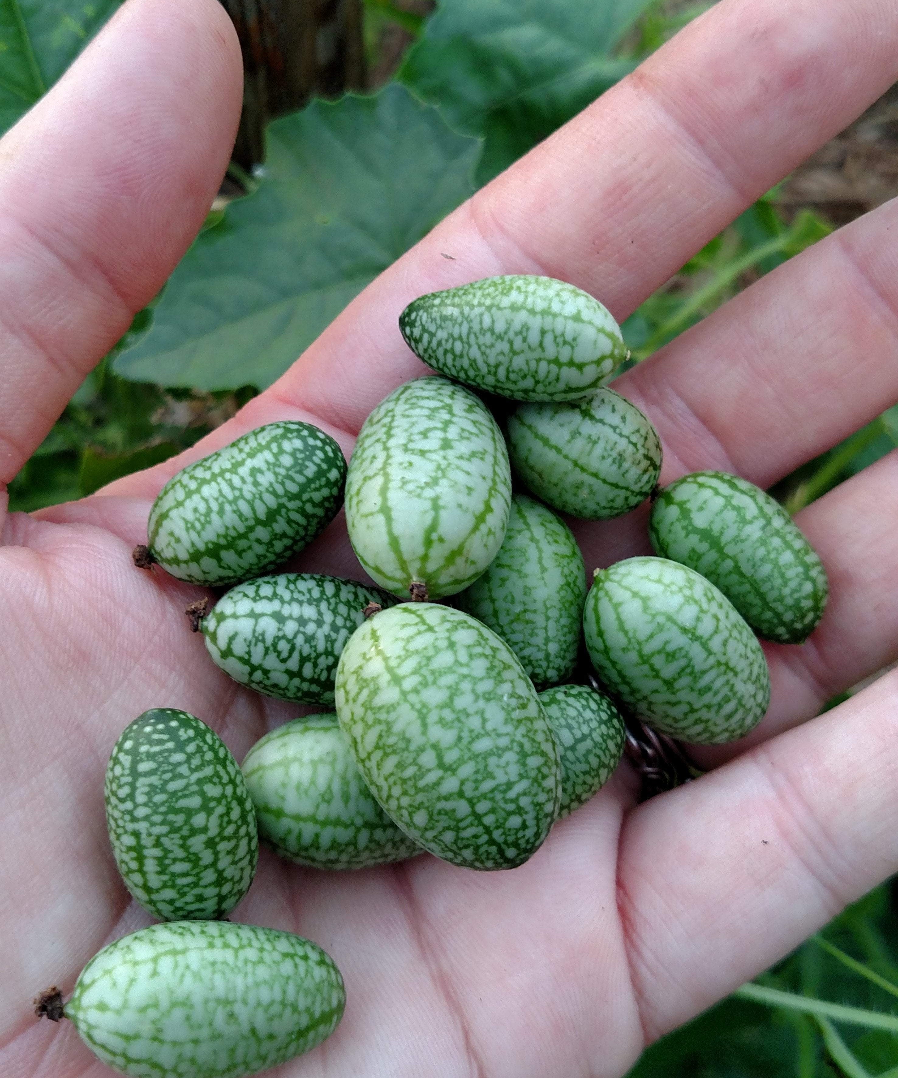 Specialty Cucumber Seeds, Mexican Sour Gherkin, ORGANIC - Sow True Seed