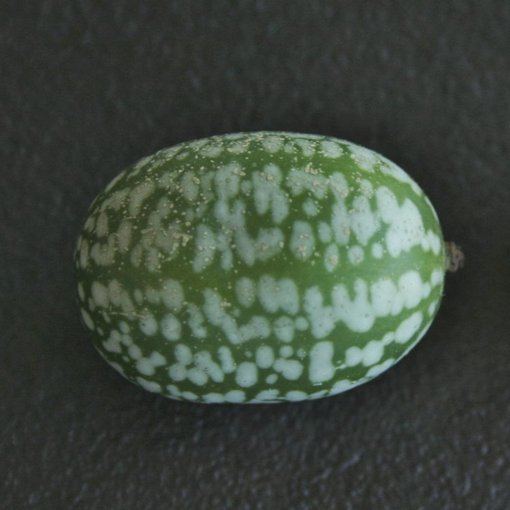 Specialty Cucumber Seeds, Mexican Sour Gherkin, ORGANIC - Sow True Seed
