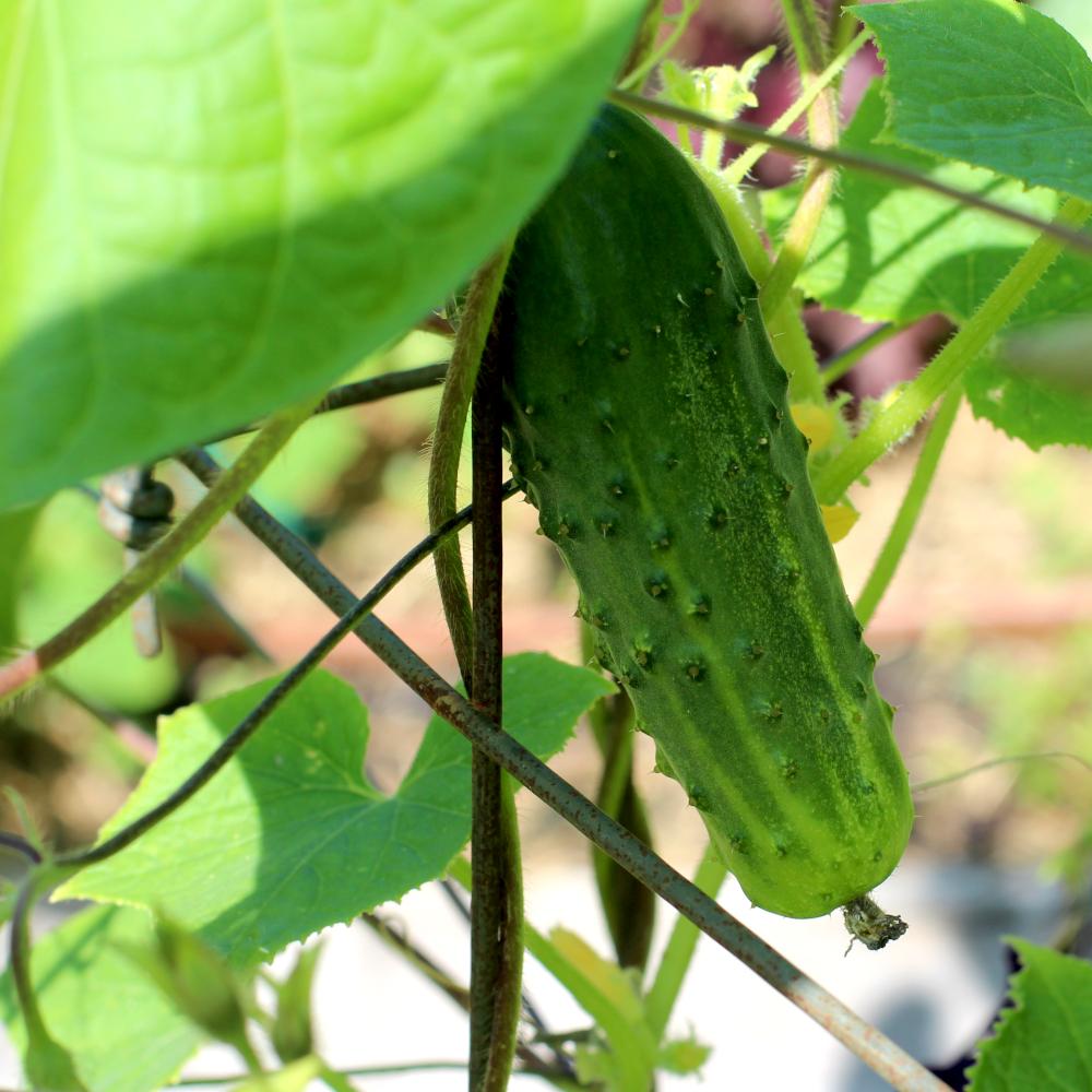 Pickling Cucumber Seeds - Arkansas Little Leaf Pickling - Sow True Seed