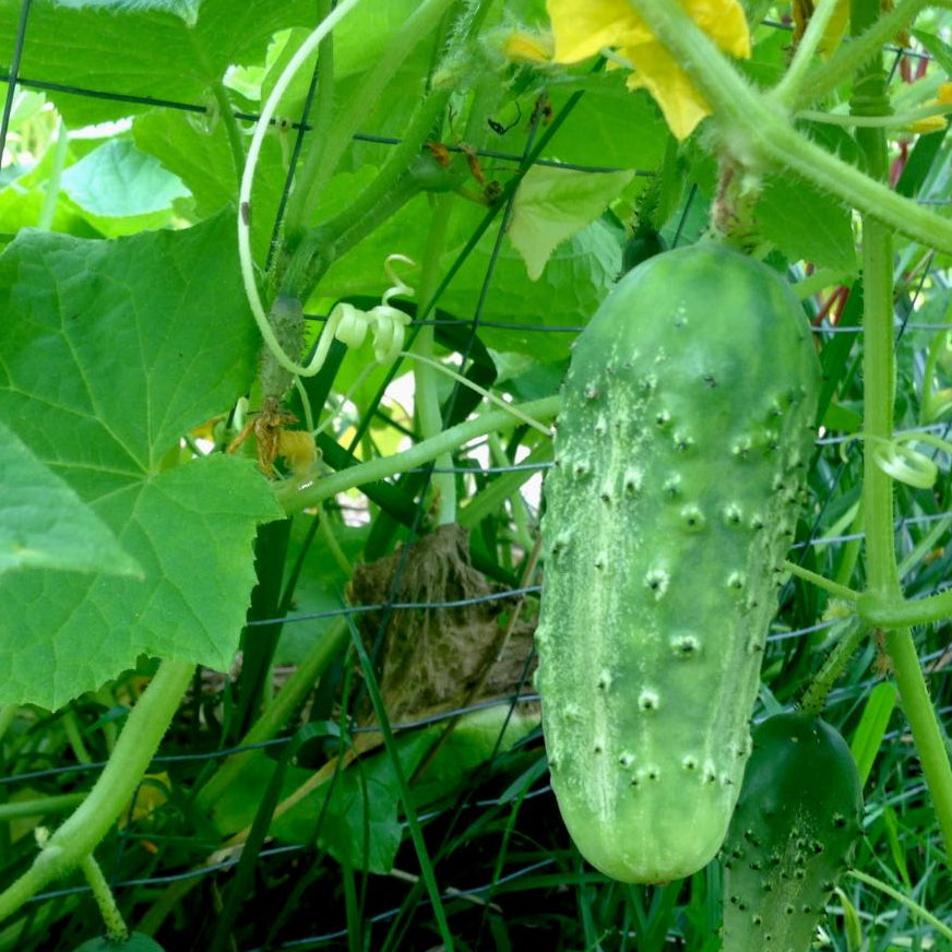 Pickling Cucumber - Boston - Sow True Seed