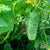 Pickling Cucumber - Boston - Sow True Seed