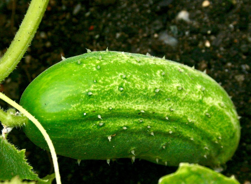 Pickling Cucumber - Boston - Sow True Seed
