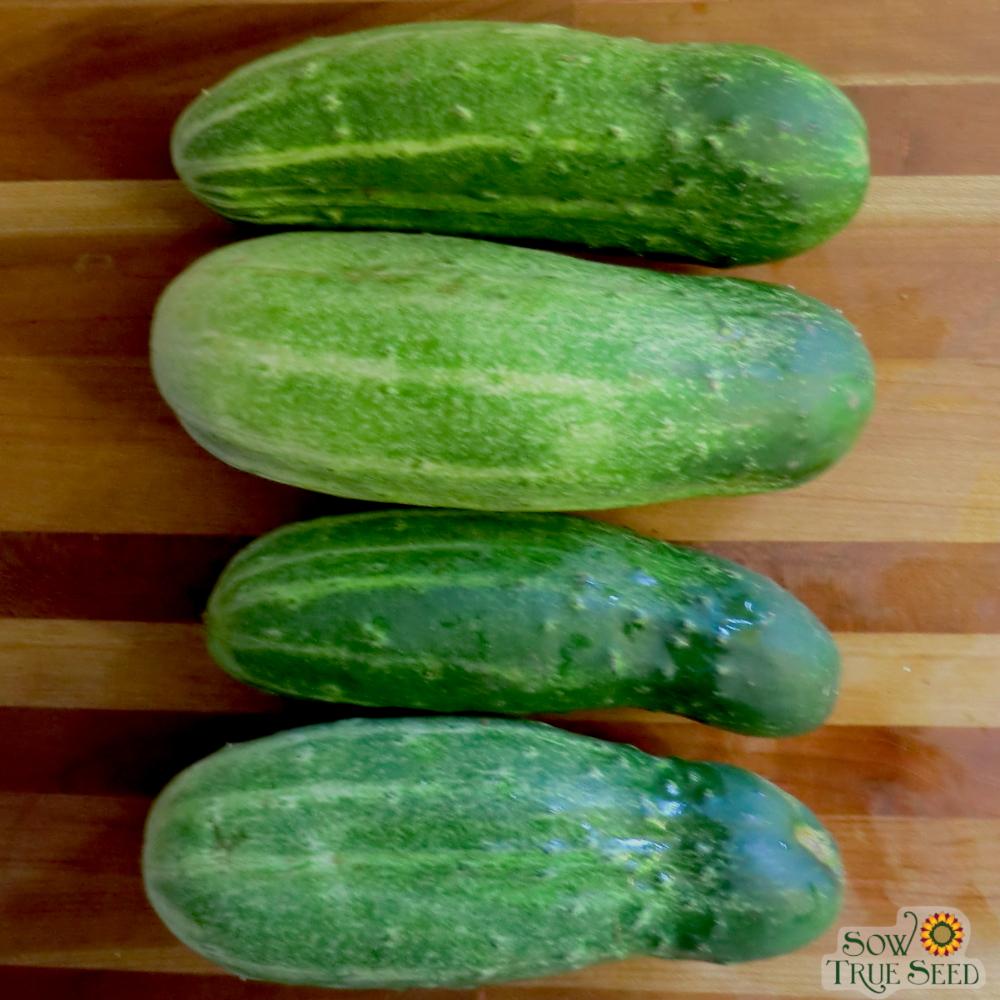 Pickling Cucumber Seeds - Bushy - Sow True Seed
