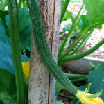 Slicing Cucumber Seeds - Suyo Long, ORGANIC - Sow True Seed