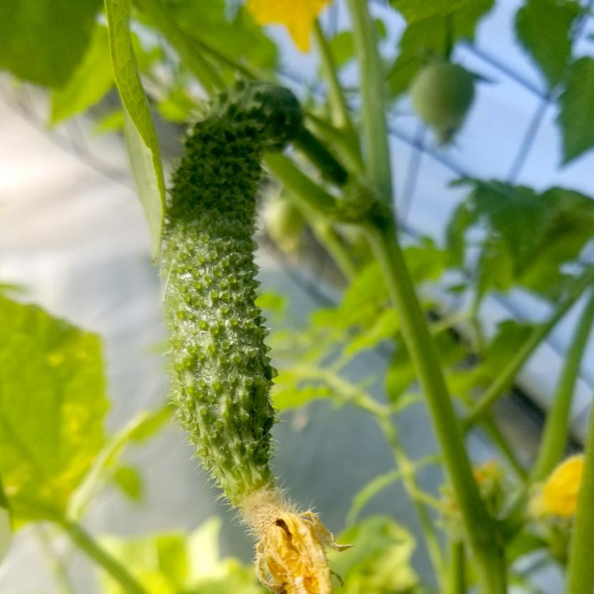 Slicing Cucumber Seeds - Suyo Long, ORGANIC - Sow True Seed