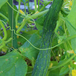 Slicing Cucumber Seeds - Suyo Long, ORGANIC - Sow True Seed