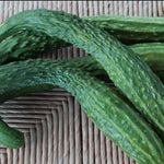 Slicing Cucumber Seeds - Suyo Long, ORGANIC - Sow True Seed