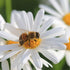 Daisy Seeds - English Single White