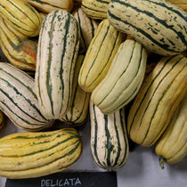 Winter Squash - Delicata Bush, ORGANIC - Sow True Seed