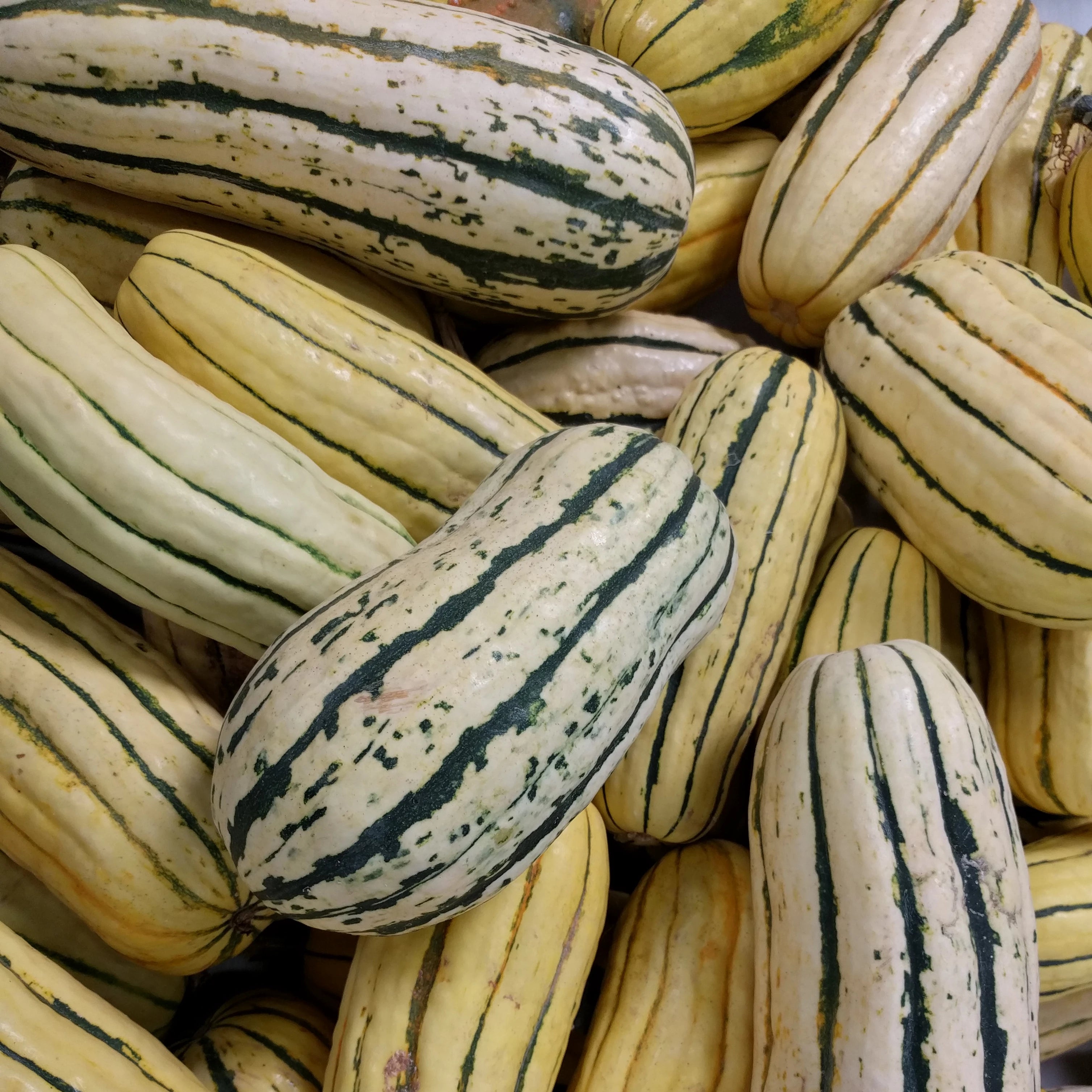 Winter Squash - Delicata Bush, ORGANIC - Sow True Seed