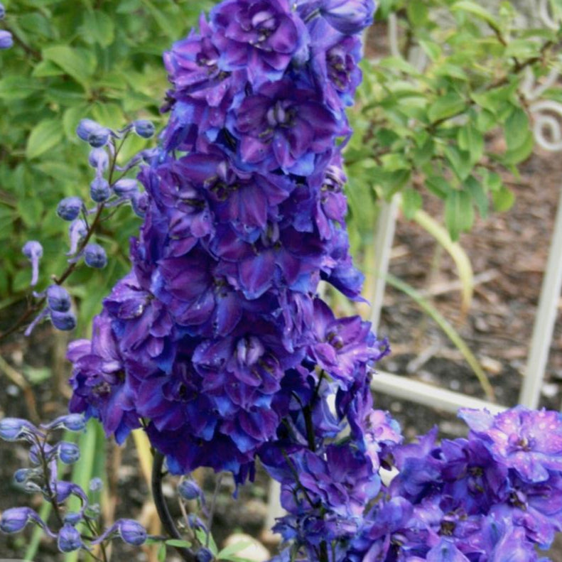 Delphinium Seeds - Larkspur Giant Imperial Mix - Sow True Seed