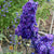 Delphinium Seeds - Larkspur Giant Imperial Mix - Sow True Seed