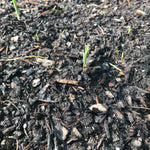 Sweet Corn - Double Red, Organic - Sow True Seed