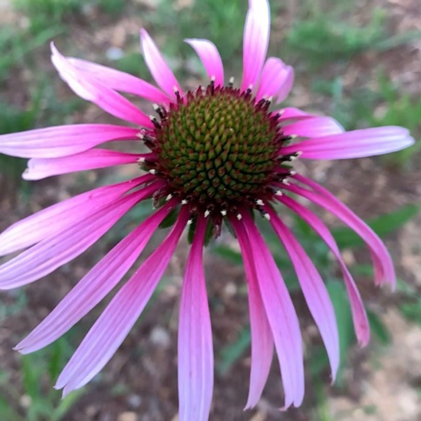 Echinacea Seeds - Pale Purple Coneflower - Sow True Seed