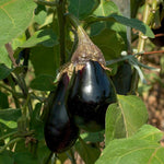 Eggplant Seeds - Black Beauty, ORGANIC - Sow True Seed