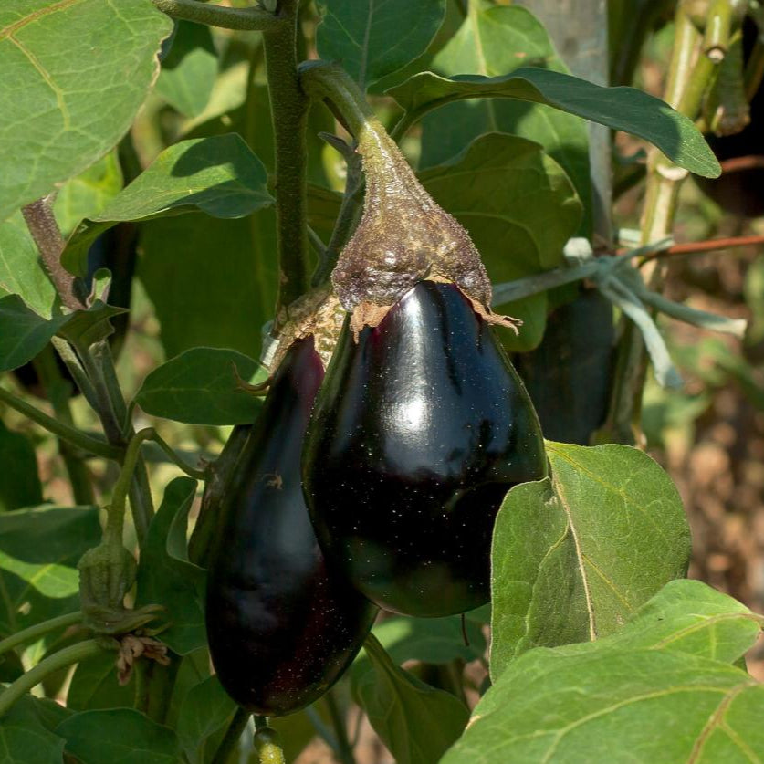 Eggplant Seeds - Black Beauty, ORGANIC - Sow True Seed