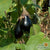 Eggplant Seeds - Black Beauty, ORGANIC - Sow True Seed