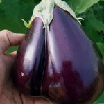 Eggplant Seeds - Black Beauty, ORGANIC - Sow True Seed