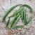 Okra Seeds - Emerald - Sow True Seed