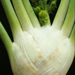 Fennel Seeds - Florence - Sow True Seed