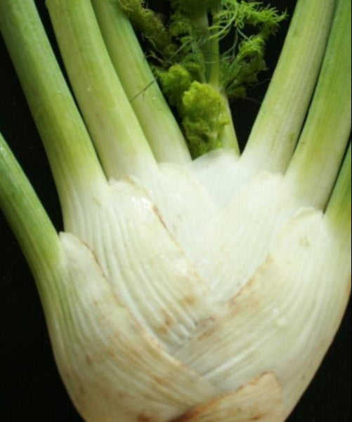 Fennel Seeds - Florence - Sow True Seed