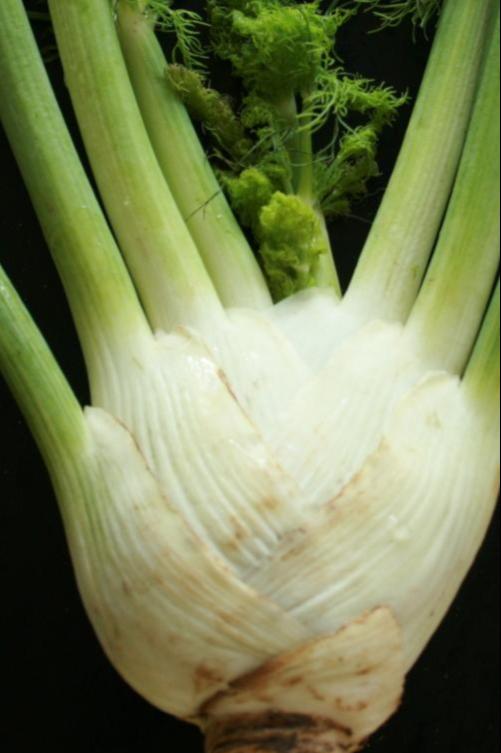 Fennel Seeds - Florence - Sow True Seed