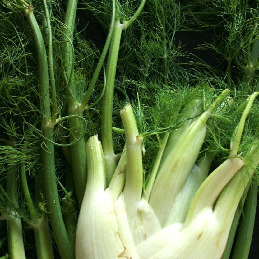 Fennel Seeds - Florence - Sow True Seed