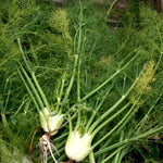 Fennel Seeds - Florence - Sow True Seed