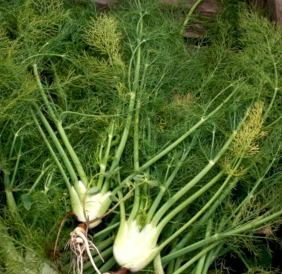 Fennel Seeds - Florence - Sow True Seed
